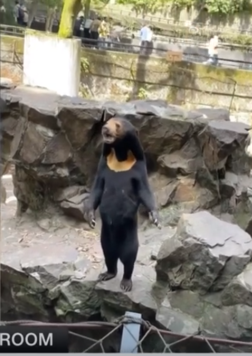 Sun Bear's Viral Video Sparks Global Interest, Sheds Light on ...