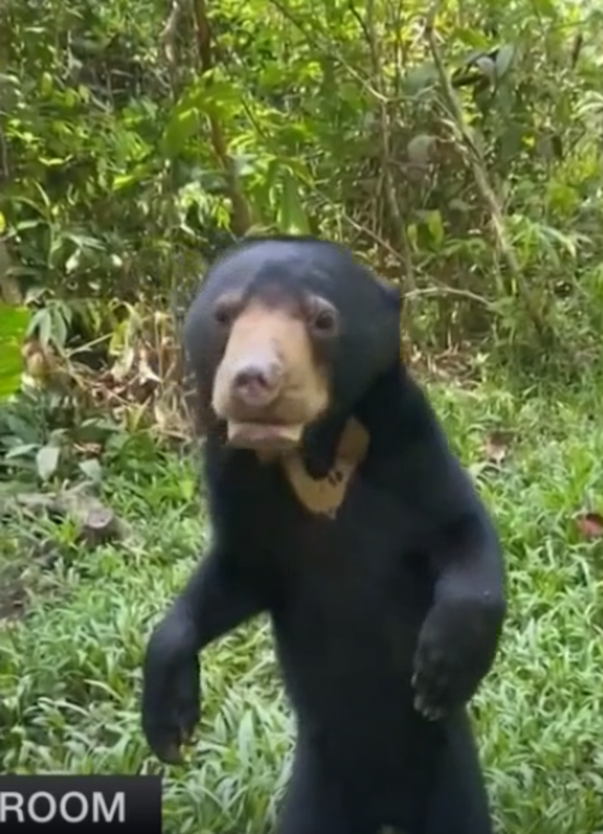 Sun Bear's Viral Video Sparks Global Interest, Sheds Light on ...