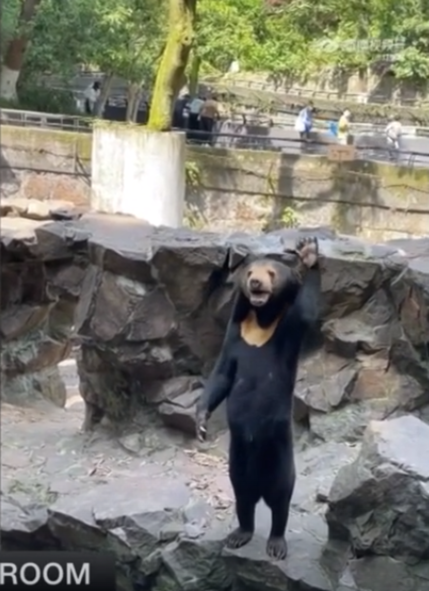 Sun Bear's Viral Video Sparks Global Interest, Sheds Light on ...