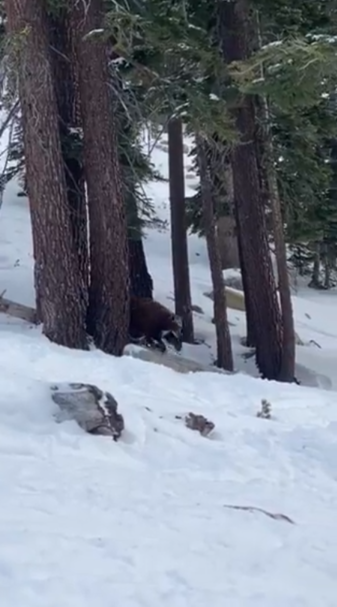 Bear Joins Skiers On The Slopes At a California Ski Resort Caught In ...